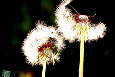 婆婆丁能治糖尿病嗎？婆婆丁可以治糖尿病嗎？