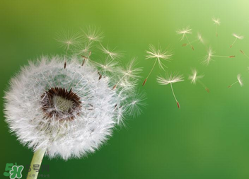 婆婆丁能治痔瘡嗎？婆婆丁可以治痔瘡嗎？