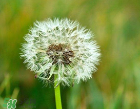 婆婆丁能治痔瘡嗎？婆婆丁可以治痔瘡嗎？