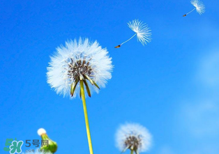 婆婆丁能治痔瘡嗎？婆婆丁可以治痔瘡嗎？