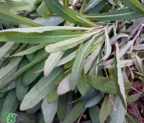 曲曲菜怎么吃？曲曲菜的吃法