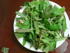 曲曲菜怎么吃？曲曲菜的吃法