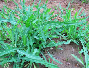 曲曲菜孕婦能吃嗎？孕婦可以吃曲曲菜嗎？