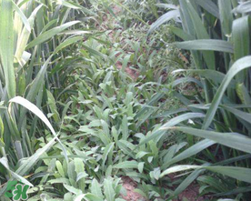 曲曲菜孕婦能吃嗎？孕婦可以吃曲曲菜嗎？