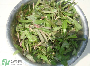 曲曲菜孕婦能吃嗎？孕婦可以吃曲曲菜嗎？