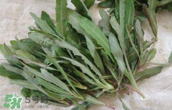 曲曲菜能生吃嗎？曲曲菜可以生吃嗎？