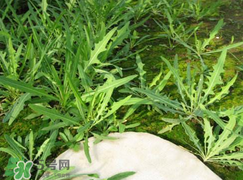 曲曲菜能生吃嗎？曲曲菜可以生吃嗎？