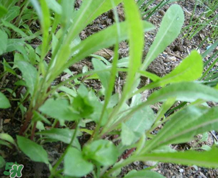 曲曲菜能生吃嗎？曲曲菜可以生吃嗎？