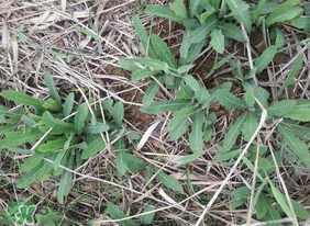 曲曲菜如何做好吃？曲曲菜怎么做好吃？