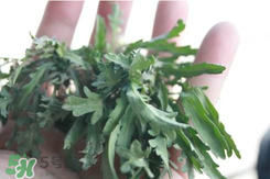 曲曲菜如何做好吃？曲曲菜怎么做好吃？