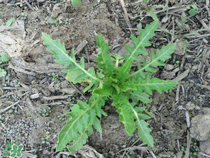 曲曲菜如何做好吃？曲曲菜怎么做好吃？