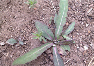 曲曲菜孕婦能吃嗎？孕婦可以吃曲曲菜嗎？