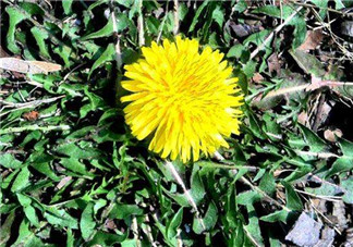 婆婆丁吃不了怎么保存？婆婆丁的保存方法