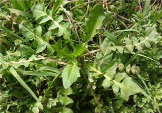 婆婆丁不能與什么同食？婆婆丁不能和什么一起吃？