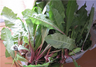 婆婆丁能治什么??？婆婆丁能治哪些??？