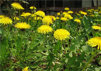 婆婆丁能治高血壓嗎？婆婆丁治高血壓是真的嗎？