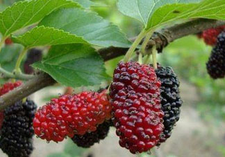 寶寶能吃桑葚嗎？寶寶多大能吃桑葚？