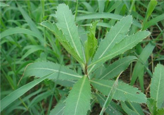 曲曲菜怎么吃？曲曲菜的吃法