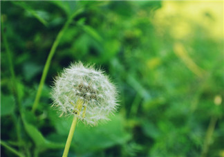 婆婆丁能治乳腺增生嗎？婆婆丁可以治乳腺增生嗎？