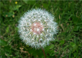 婆婆丁能治痔瘡嗎？婆婆丁可以治痔瘡嗎？