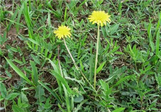 婆婆丁能炒雞蛋嗎？婆婆丁可以炒雞蛋嗎？