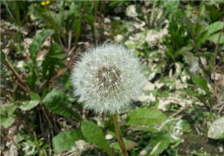 婆婆丁怎么吃？婆婆丁怎么吃最好？