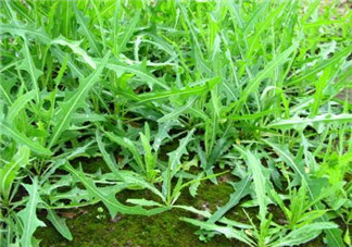 曲曲菜能生吃嗎？曲曲菜可以生吃嗎？