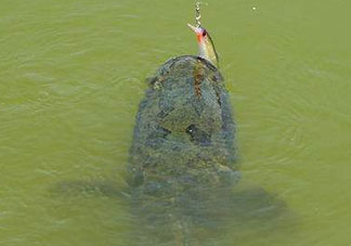 四月份能路亞黑魚嗎？路亞黑魚什么時間最好？