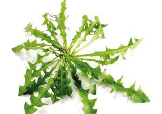 婆婆丁能包餃子嗎？婆婆丁可以包餃子嗎？