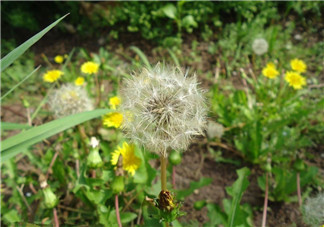 婆婆丁能治糖尿病嗎？婆婆丁可以治糖尿病嗎？