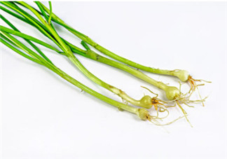 小根蒜的根能吃嗎？小根蒜的須子可以吃嗎