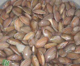 花甲怎么養(yǎng)不會(huì)死？花甲怎么養(yǎng)到用第二天？