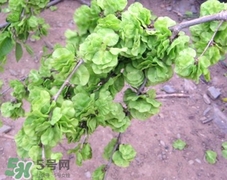 榆錢(qián)可以治什么病?榆錢(qián)能治哪些病? 榆錢(qián)可以治什么病?榆錢(qián)能治哪些病?