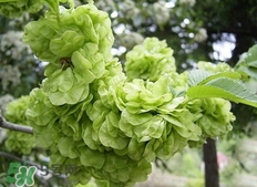 榆錢(qián)可以治什么病?榆錢(qián)能治哪些病? 榆錢(qián)可以治什么病?榆錢(qián)能治哪些病?