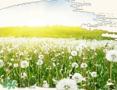 婆婆丁有毒嗎?婆婆丁有副作用嗎? 婆婆丁有毒嗎?婆婆丁有副作用嗎?