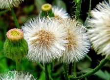 婆婆丁是什么樣子的?婆婆丁是蒲公英嗎? 婆婆丁是什么樣子的?婆婆丁是蒲公英嗎?