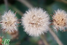 婆婆丁是什么樣子的?婆婆丁是蒲公英嗎? 婆婆丁是什么樣子的?婆婆丁是蒲公英嗎?