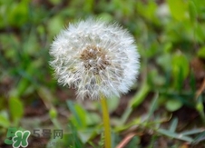 婆婆丁是涼性的嗎?婆婆丁是寒性的嗎? 婆婆丁是涼性的嗎?婆婆丁是寒性的嗎?