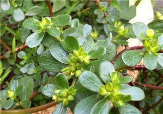 馬齒莧能治前列腺炎嗎？馬齒莧可以治前列腺炎嗎？