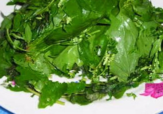 灰灰菜有什么功效？灰灰菜的功效與作用