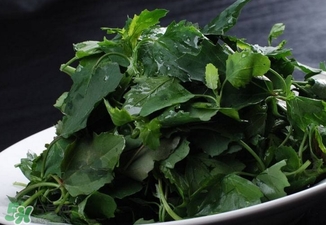 灰菜有毒嗎？不能吃的灰菜圖片