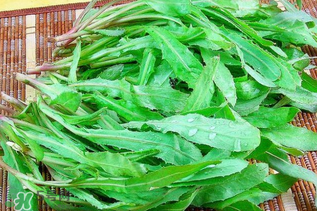 吃曲曲菜有什么好處？吃曲曲菜好嗎？