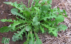 吃曲曲菜有什么好處？吃曲曲菜好嗎？