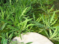 吃曲曲菜有什么好處？吃曲曲菜好嗎？