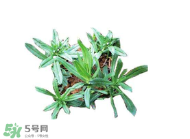 曲曲菜有什么功效？曲曲菜的功效與禁忌