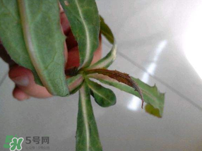 曲曲菜是蒲公英嗎？曲曲菜是不是蒲公英？