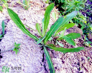 曲曲菜是蒲公英嗎？曲曲菜是不是蒲公英？