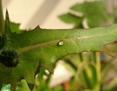 曲曲菜是蒲公英嗎？曲曲菜是不是蒲公英？