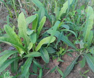 曲曲菜是苦菜嗎？曲曲菜和苦菜有什么區(qū)別？