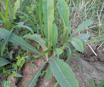 曲曲菜是苦菜嗎？曲曲菜和苦菜有什么區(qū)別？